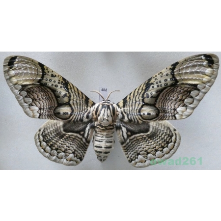 Brahmaea hearseyi White, 1862 male ex. ovo China 117mm48d